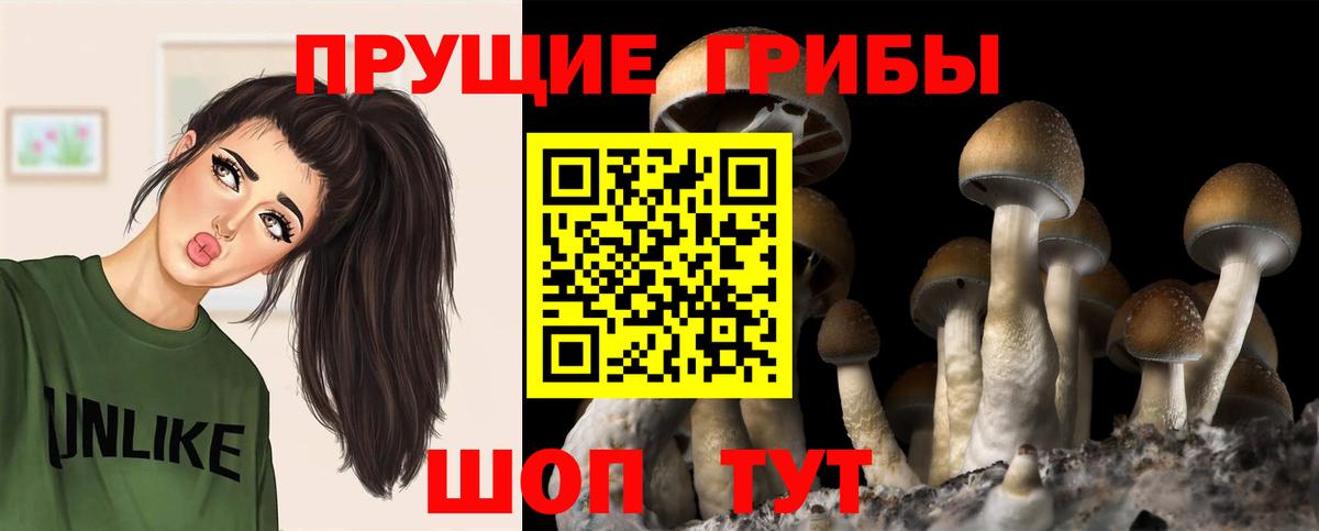 магазин продажи   Вход с VPN  Серпухов  Галлюциногенные грибы GOLDEN TEACHER 